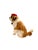 Animal Skin Late 20th Century Custom-Made French St. Bernard Stuffed Fur Dog Sculpture, 17"h For Sale - Image 7 of 10