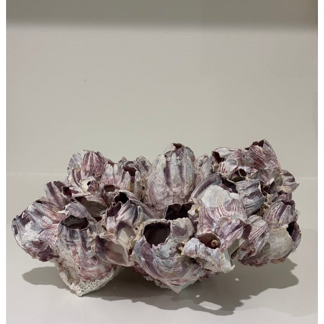 Large Natural Barnacle Cluster Specimen For Sale - Image 4 of 11