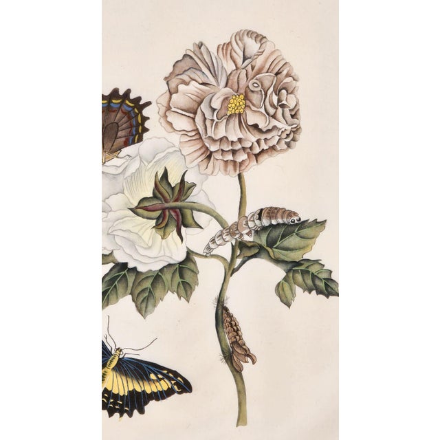 China Trade Painting of Flowers & Butterflies, Circa 1880 For Sale In San Francisco - Image 6 of 6