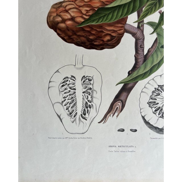 Annona Reticulata Custard Apple, 1864, Paper For Sale - Image 5 of 10
