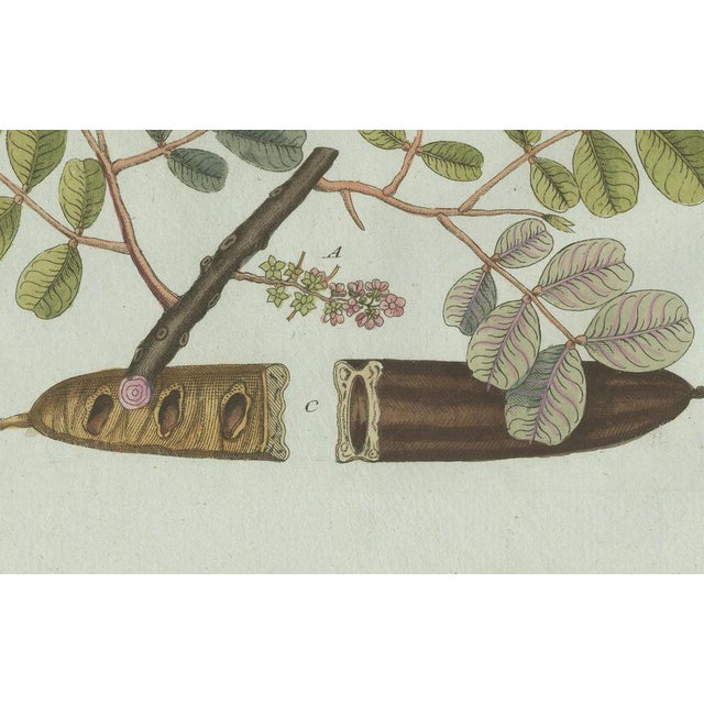 Bertuch, Rubber and Gum Arabic Trees, 1802, Engraving For Sale - Image 3 of 9