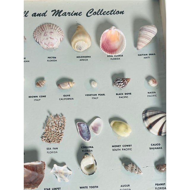 Vintage Sea Shell Collection Marine Specimens For Sale In Miami - Image 6 of 9