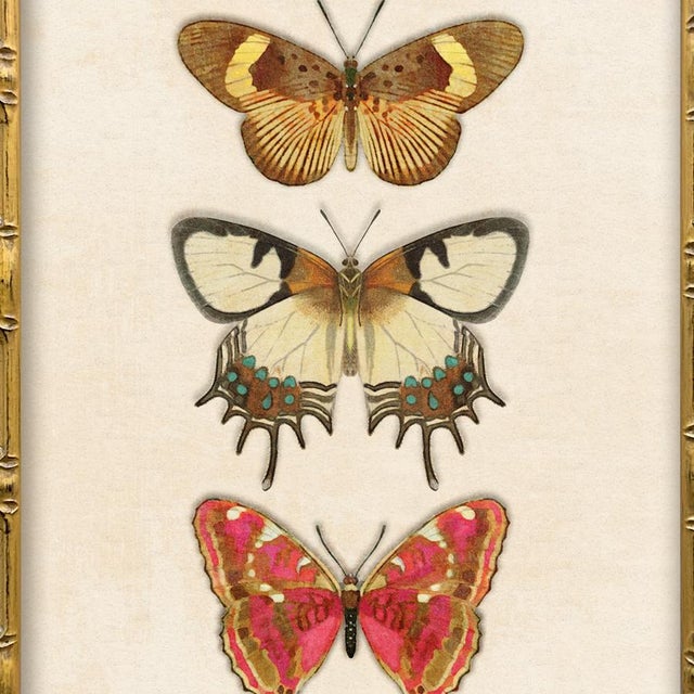Reproduction Vintage Butterfly Art Print Set (Set of 2), Framed For Sale In New York - Image 6 of 7