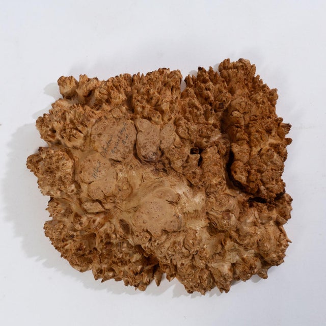 Early 21st Century Signed Albert d'Antonio Big Leaf Maple Burl Bowl For Sale - Image 5 of 6