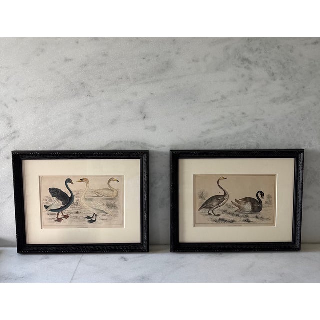 Framed Antique Print From Oliver Goldsmith's "A History of the Earth and Animated Nature" For Sale - Image 9 of 9