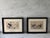 Framed Antique Print From Oliver Goldsmith's "A History of the Earth and Animated Nature" For Sale - Image 9 of 9