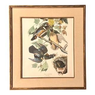 The Audubon Folio Original Print Summer Wood Duck John James Audubon Great Birds 1964 Double Giltwood Rope Framed Linen Matte. For Sale