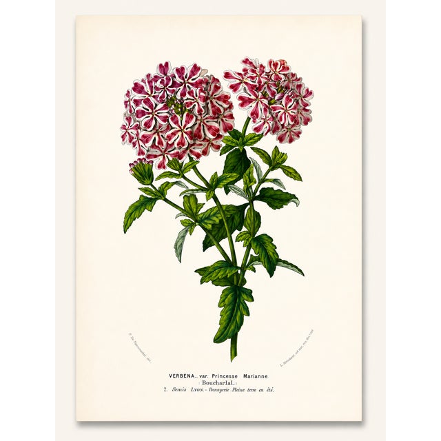 Antique Louis Van Houtte Botanical Lithographs, C. 1850 – Hand-Colored Plates, Coordinated Color Grouping (Group D) - Set of 4 For Sale - Image 4 of 5