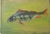 Carl H. Berberich, Swimming Perch in Green Water, 1916, Oil Painting on Canvas, in Very Good conditions. Designed 1890 to...