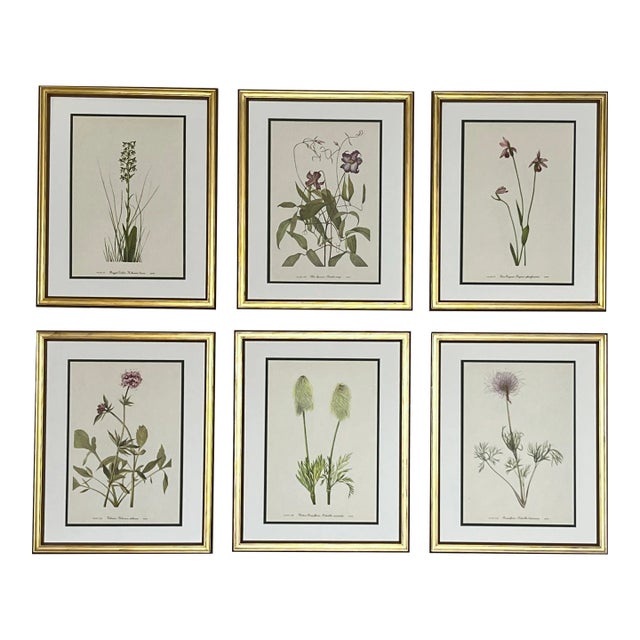 Framed Vintage Botanical Set of 6 -Authentic Vintage Mid-Century Vintage Prints For Sale