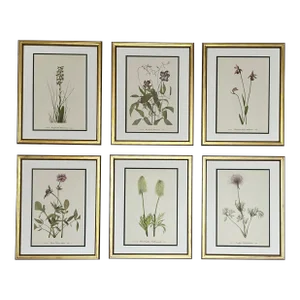 Framed Vintage Botanical Set of 6 -Authentic Vintage Mid-Century Vintage Prints