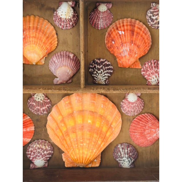 Vintage Shell Art Display For Sale - Image 4 of 4