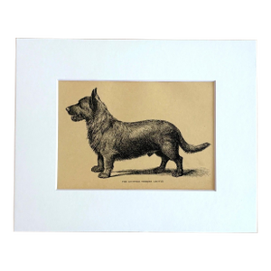 Antique Dog Print in 8 x 10 Mat, ca. 1890: "The Scottish Terrier Argyle"