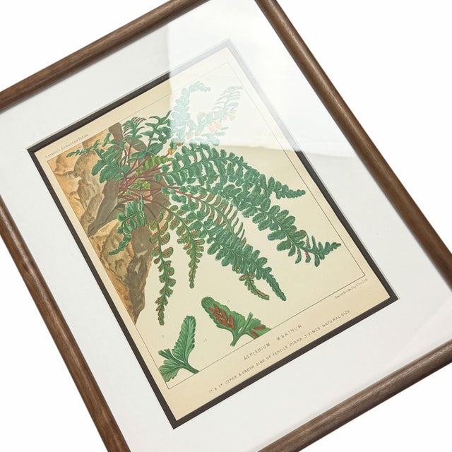 Green 19th-Century European Fern Gallery | Set of 16 Framed Botanical Prints For Sale - Image 8 of 12