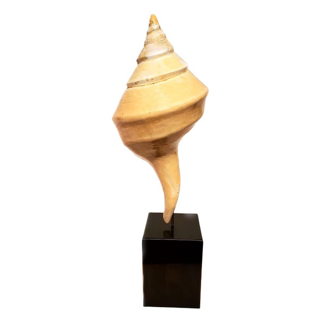 Early 21st Century Syrinx Aruanus Australian Trumpet Conch Shell on Stand For Sale - Image 5 of 6