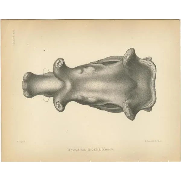 Marsh, Paleontological Illustration of Tinoceras Ingens, 1886, Print For Sale - Image 3 of 5