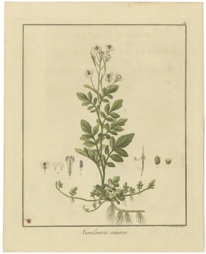 Guimpel, Botanical Study of Cardamine Amara or Bittercress, 1822, Engraving