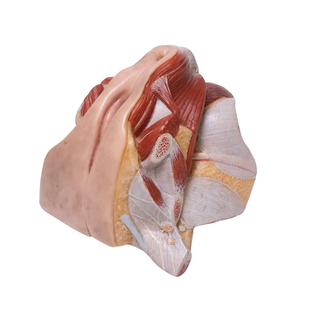 Tan 1950s The Modular Anatomical Torso: Somso Model Bs 23 For Sale - Image 8 of 14