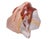 Tan 1950s The Modular Anatomical Torso: Somso Model Bs 23 For Sale - Image 8 of 14