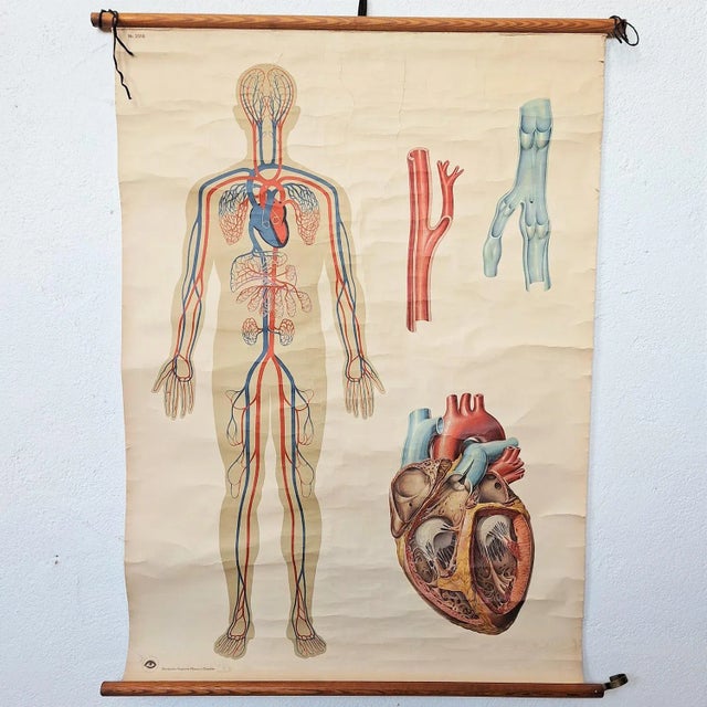 Vintage School Chart, 1930s For Sale - Image 6 of 6