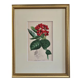 Antique Botanical Print Japanese Laurel c.1860 For Sale