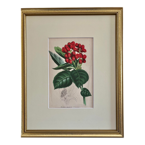 Antique Botanical Print Japanese Laurel c.1860