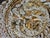 Metal Hollywood Regency German Ceiling Light from Palwa, 1970s For Sale - Image 7 of 9