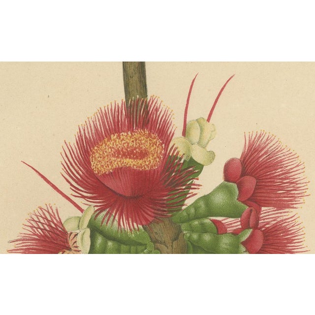 Hoola van Nooten, Wax Apple Blossom Botanical, 1880, Chromolithograph For Sale - Image 3 of 9