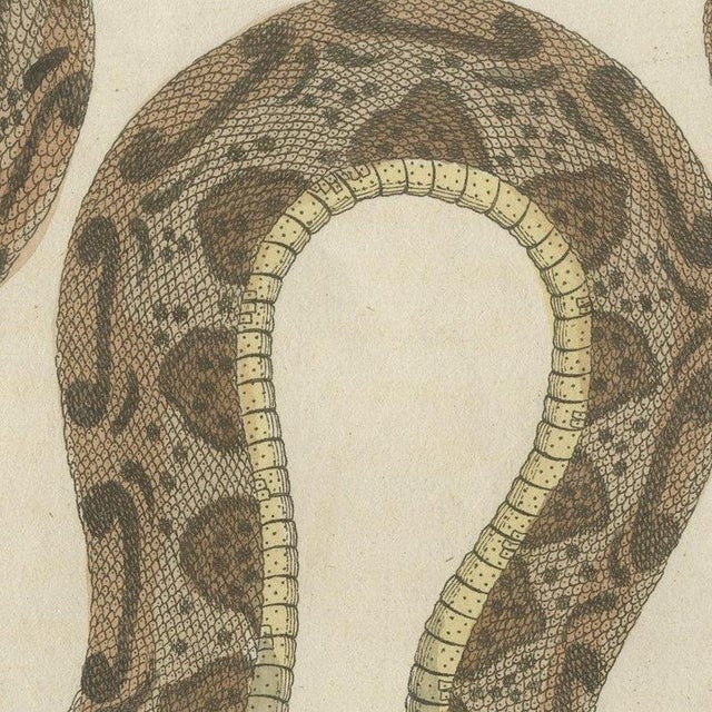Beige Bertuch, Two Snakes with Bold Head Markings, 1805, Print For Sale - Image 8 of 12