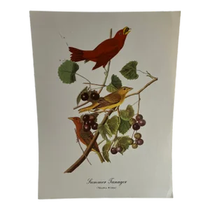 1960s After Audubon Summer Tanager Print