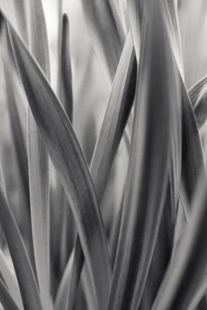 Lily Leaves by Robert Houser Print, 24" x 36"