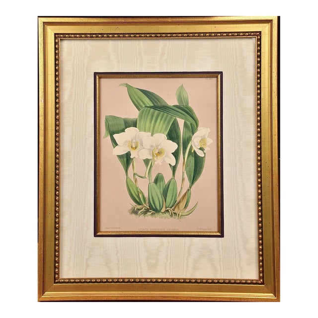 Orchids" Framed 19th C. Hand-Colored Engraving of "Lycaste Harrisoniae" by Fitch, 1882 For Sale