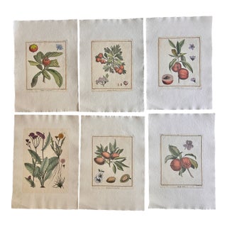 Set of 6 Antique French Botanical Fruit Engravings c.1800-1850 For Sale