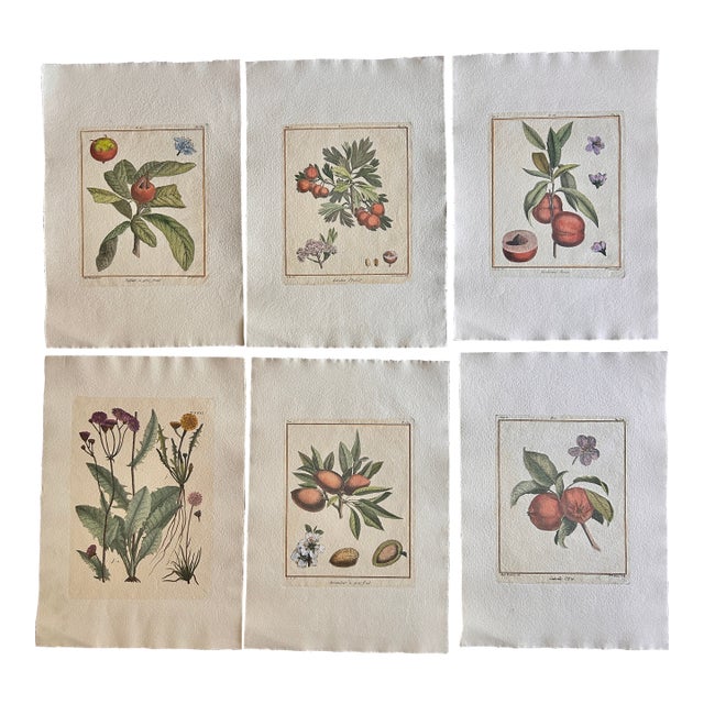 Set of 6 Antique French Botanical Fruit Engravings c.1800-1850 For Sale