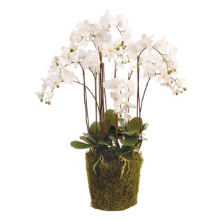 Phalaenopsis Orchid Drop-In 36" For Sale