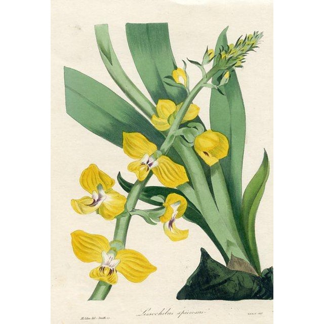 Original early 1800s hand colored Orchid print that appeared in the "Magazine of Botany", a British horticultural journal...