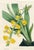 Original early 1800s hand colored Orchid print that appeared in the "Magazine of Botany", a British horticultural journal...