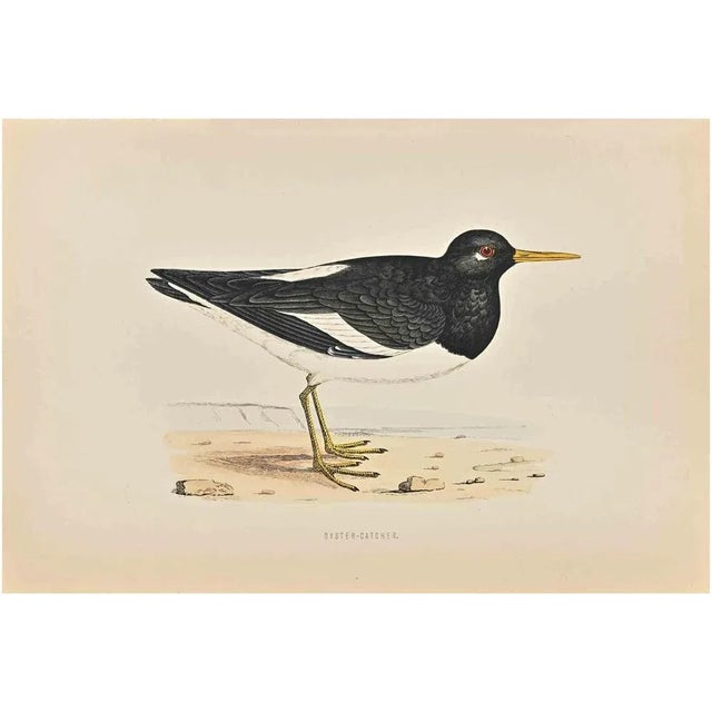 Oyster-Catcher is a modern artwork realized in 1870 by the British artist Alexander Francis Lydon (1836-1917). Woodcut...