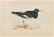 Oyster-Catcher is a modern artwork realized in 1870 by the British artist Alexander Francis Lydon (1836-1917). Woodcut...