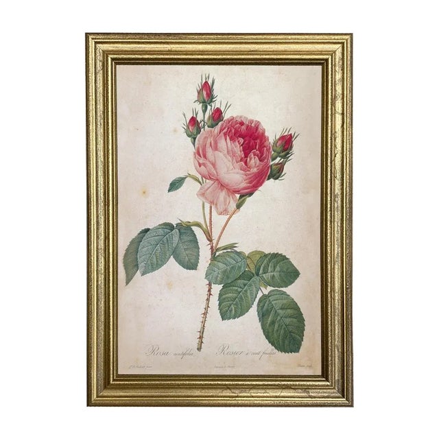Illustration Cabbage Rose Rosa Centifolia Vintage Color Illustration Reproduction Print Behind Glass in Gold Frame For Sale - Image 3 of 3