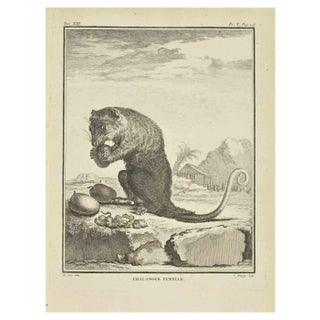 Jean Charles Baquoy, Phalanger Femelle, Etching, 1771 For Sale
