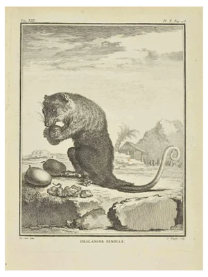 Jean Charles Baquoy, Phalanger Femelle, Etching, 1771