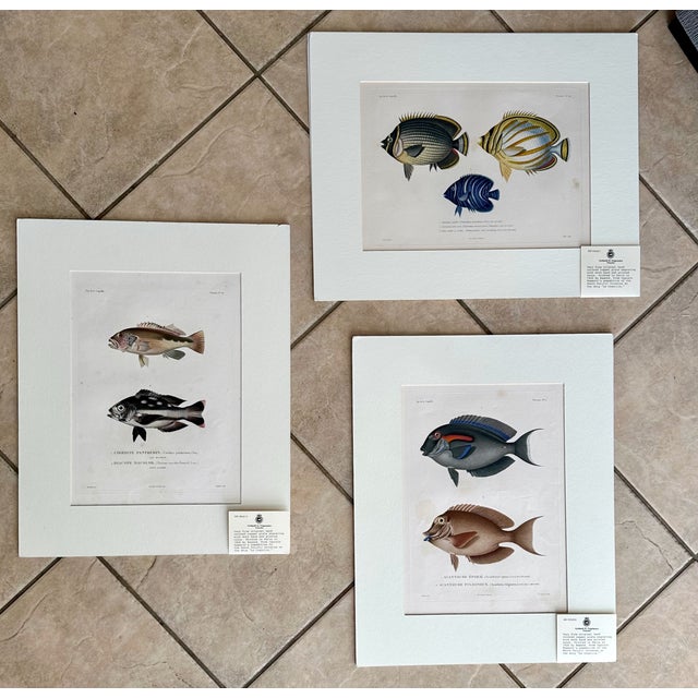 Set 3 Hand-Colored Engraving - Captain Duperry "Voyage De La Coquille" 1826 For Sale - Image 18 of 18