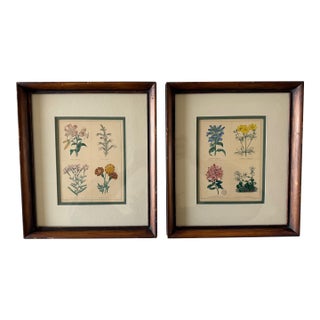 Pair of Framed Vintage Botanical Flower Specimen Prints For Sale