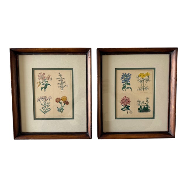 Pair of Framed Vintage Botanical Flower Specimen Prints For Sale