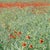 Paul Cooklin, Poppies, Photograph For Sale - Image 4 of 4