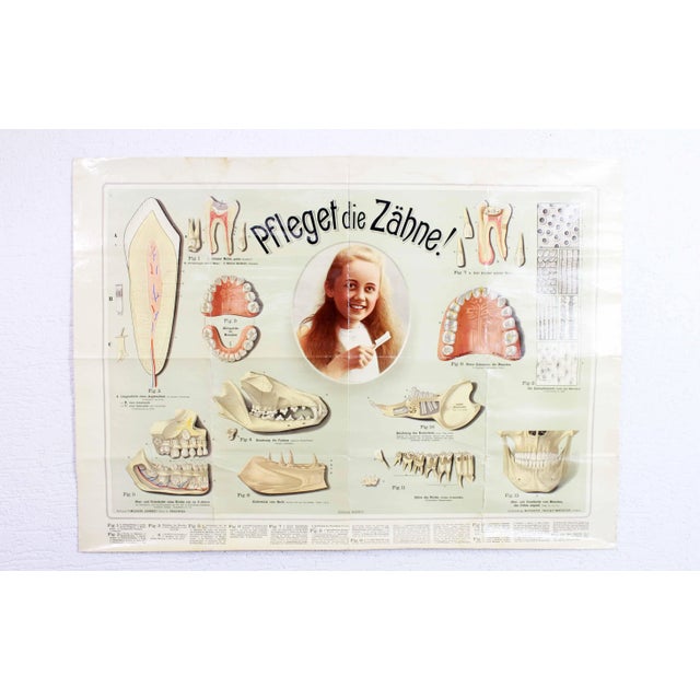 Displays School Vintage Switzerland "Pfleget die Zähne" A little lesson on the human body to the old? Here it concerns the...