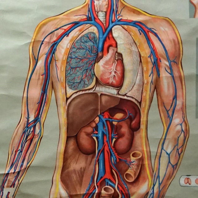 1970s Medical Poster Rollable Wall Chart Respiration Blood Circulation For Sale - Image 5 of 8