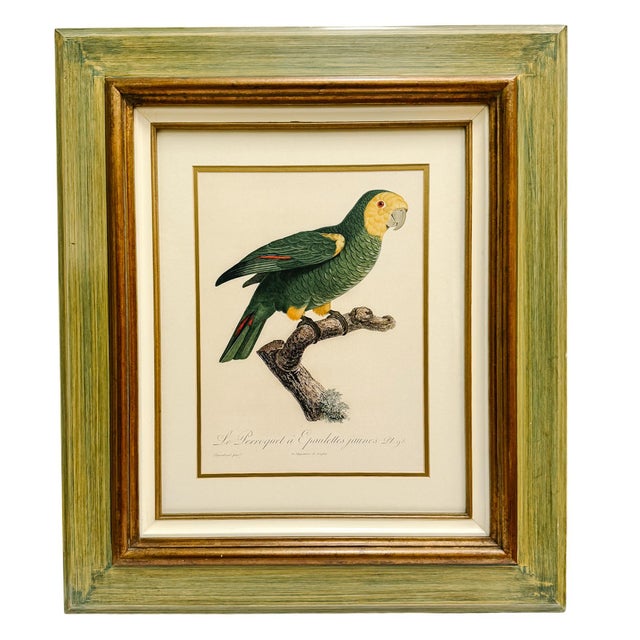 French 1950s Framed French Ornithological Parrot Lithographs After Jacques Barraband - A Pair For Sale - Image 3 of 13
