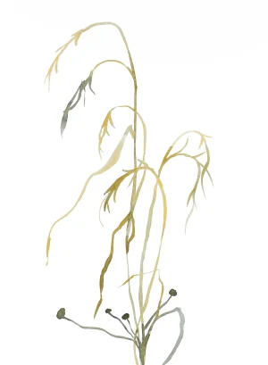"Grass Study No. 7" Contemporary Original Watercolor Painting by Elizabeth Becker